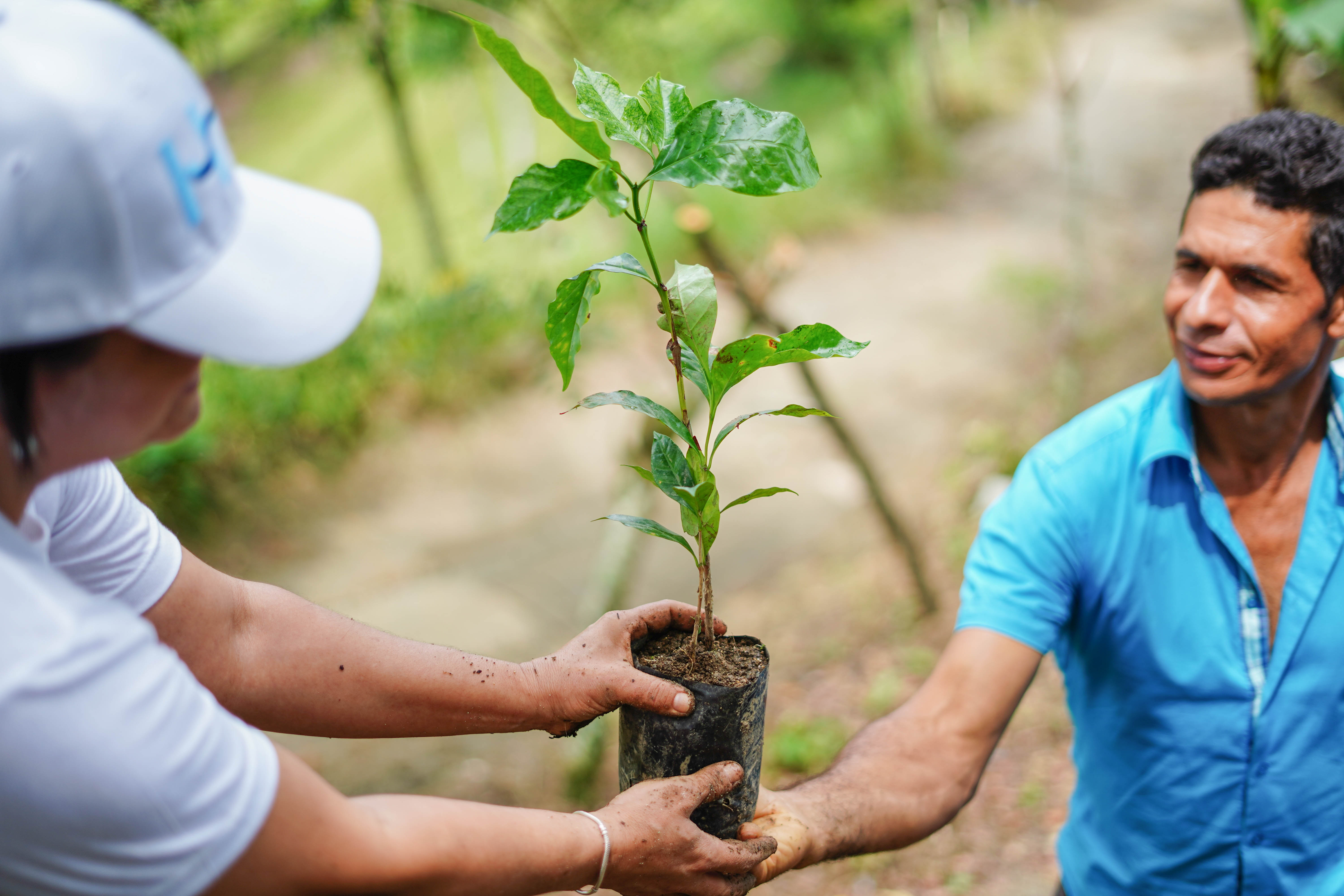 ¡Sembrando esperanza en plantas de café!